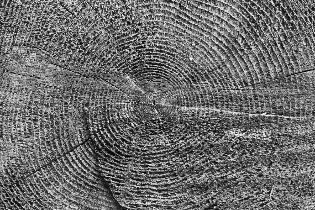 Sezione di un tronco d’albero fotografata dall’alto, anelli di crescita concentrici in bianco e nero ad alto contrasto