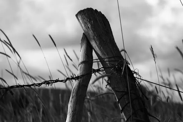 Due paletti di legno legati insieme reggono un filo spinato teso sopra l’erba alta, fotografia in bianco e nero