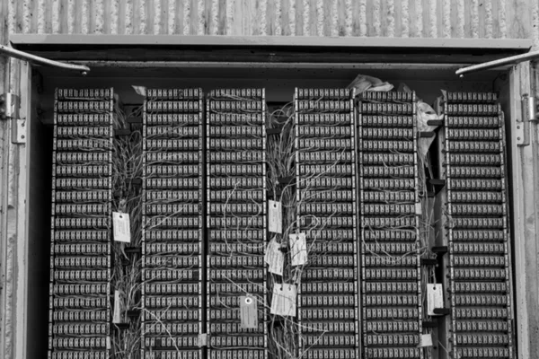 Permutatore telefonico di strada con centinaia di morsettiere identiche, cavallotti e cartellini scritti a mano, fotografia in bianco e nero