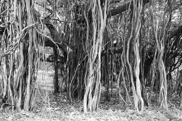Radici aeree di un grande albero che scendono a fasci verticali dai rami fino al terreno, alcune spesse e radicate nel suolo, altre sottili e ancora sospese, fotografia in bianco e nero