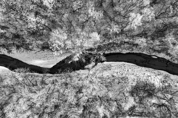 Veduta aerea dall’alto di un bosco spoglio attraversato da un corso d’acqua, rami senza foglie e terreno innevato, fotografia in bianco e nero